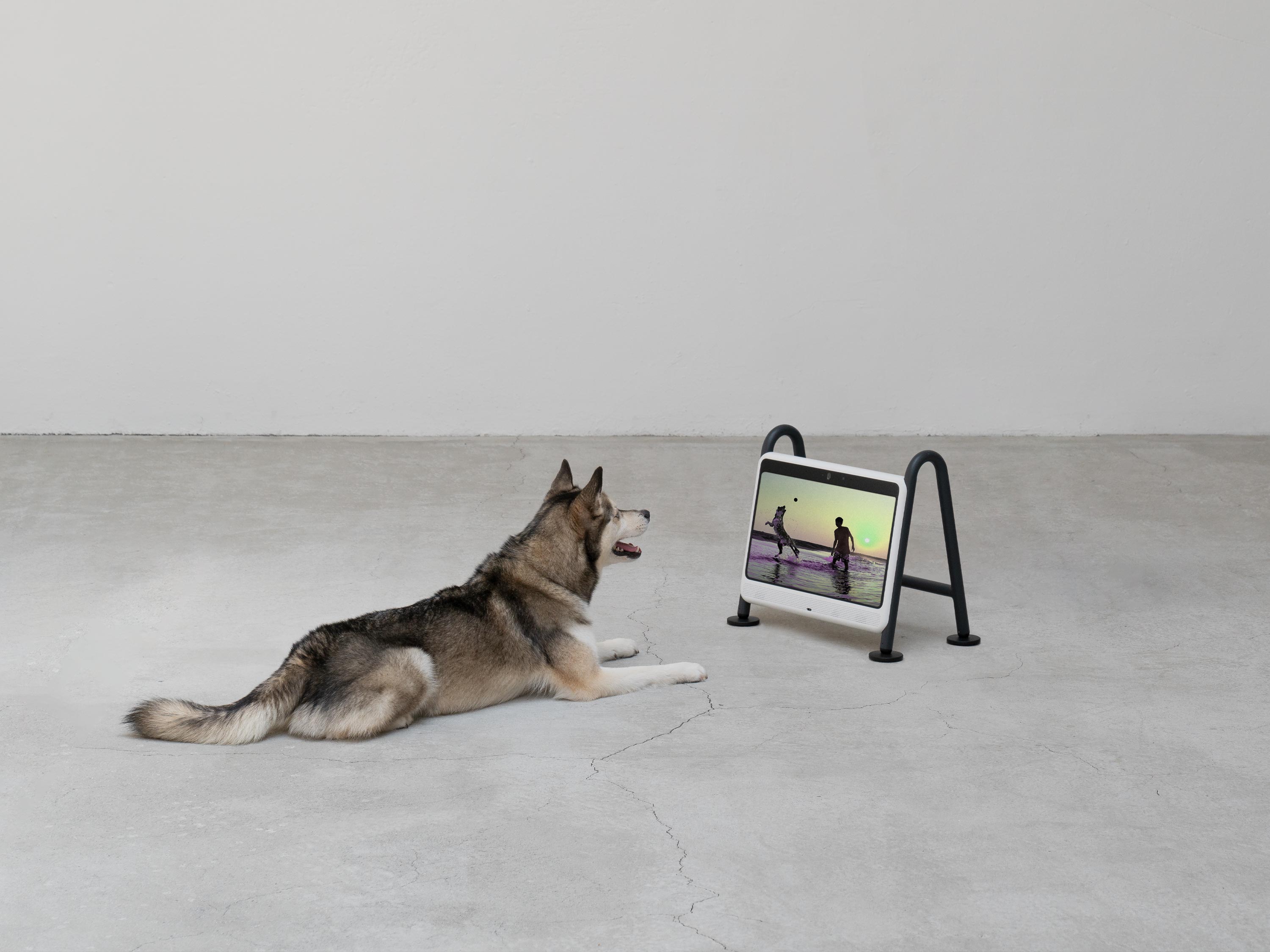 BEBOP-dogsplay-1