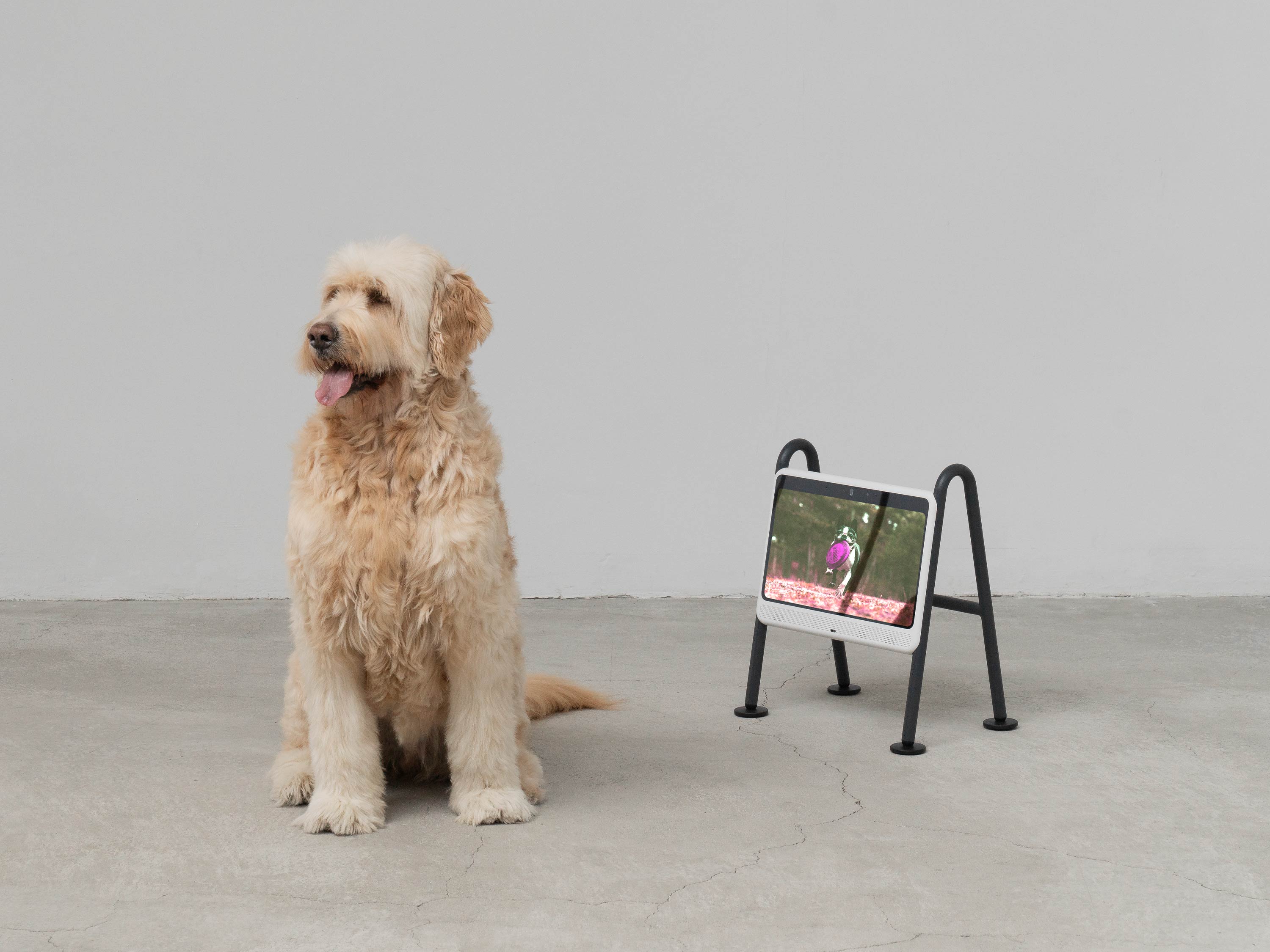 BEBOP-dogsplay-10