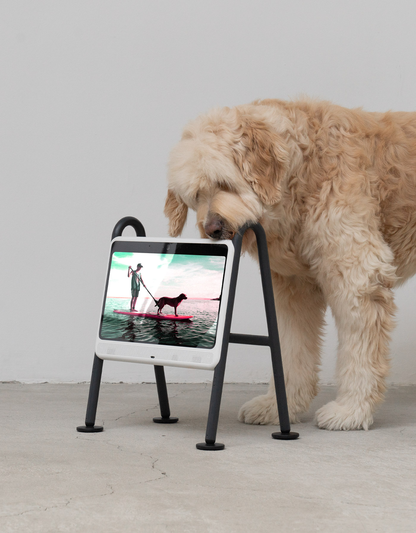 BEBOP-dogsplay-11
