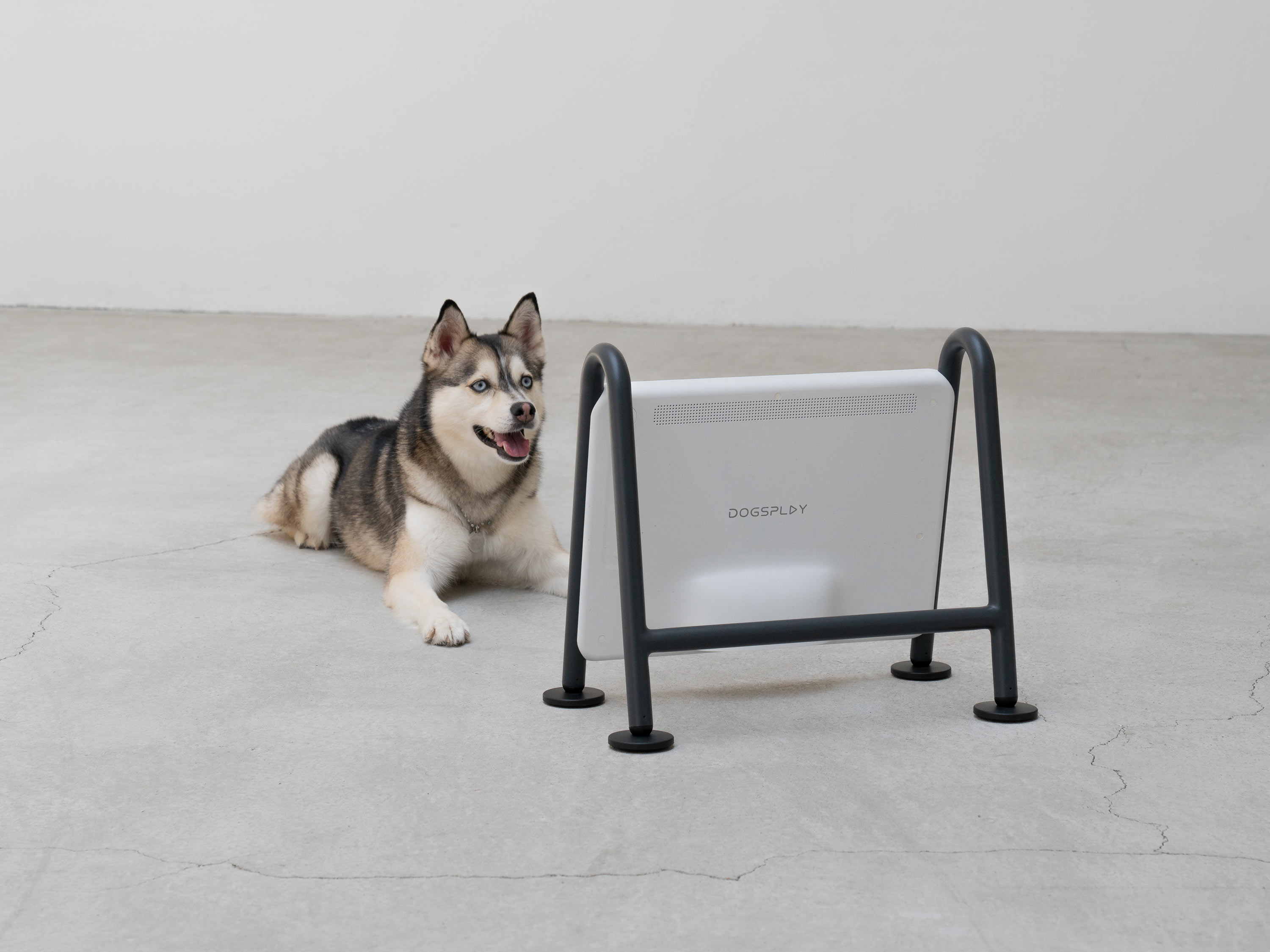 BEBOP-dogsplay-2