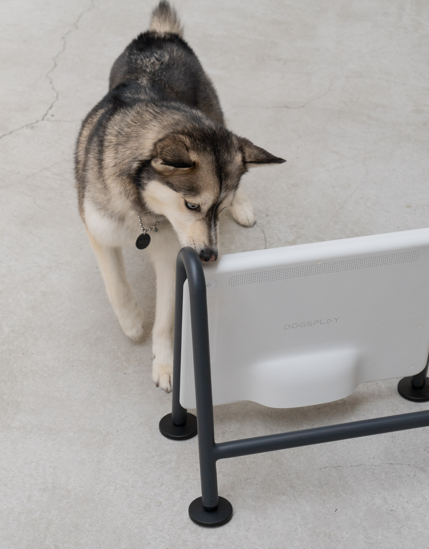 BEBOP-dogsplay-4